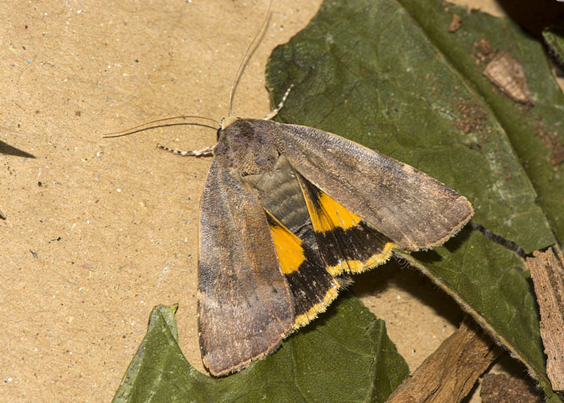 Noctuidae - Noctua janthe